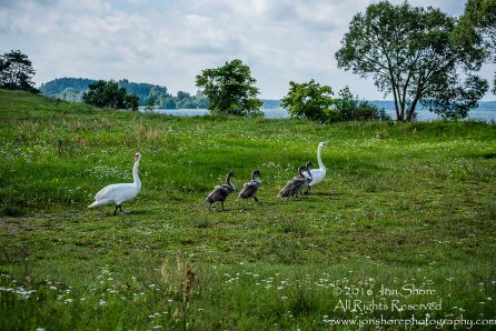 Swan Family at Rāznas Lake in Latgale, Latvia. Tamron 200mm