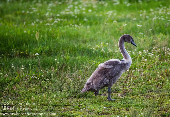 Swan Family at Rāznas Lake in Latgale, Latvia. Tamron 200mm