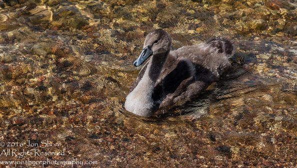 Swan Family at Rāznas Lake in Latgale, Latvia. Tamron 200mm