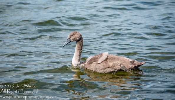 Swan Family at Rāznas Lake in Latgale, Latvia. Tamron 200mm