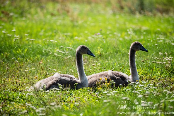 Swan Family at Rāznas Lake in Latgale, Latvia. Tamron 200mm