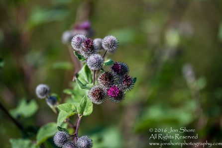 Thistle Latgale. Tamron 300mm