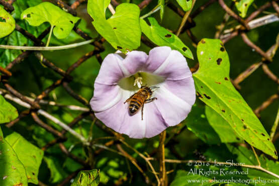 Close-up of Bee on Morning Glory - Jurmala, Latvia Tamron 90mm macro lens