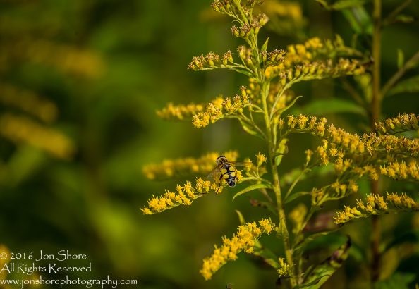 Close-up of Bee on Yellow Flowers - Jurmala, Latvia Tamron 90mm macro lens