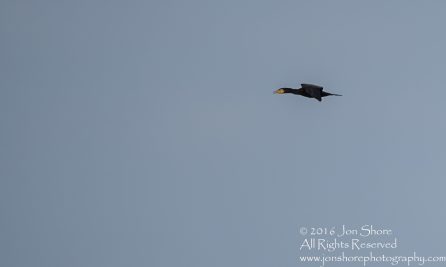 Black Cormorant - Latvia Tamron 600mm Lens