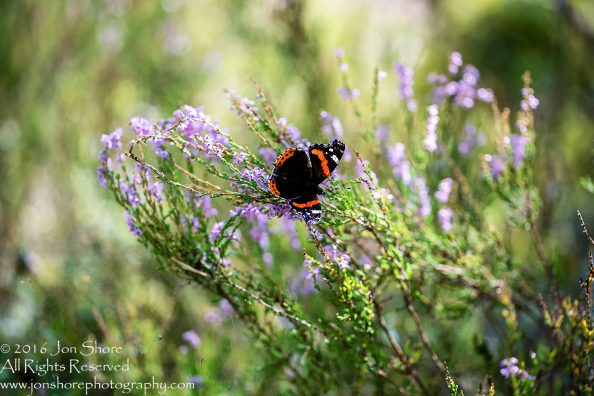 Red Admiral Butterfly - Summer - Latvia Tamron 90mm Macro Lens