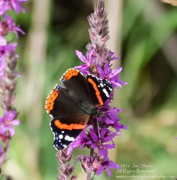 Red Admiral Butterfly - Burtnieks, Latvia Tamron 400mm Lens