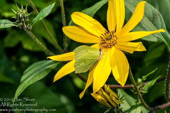 Tamarind Flower with Butterfly Close-up - Summer - Jurmala, Latvia 2016 Tamron 100mm Lens
