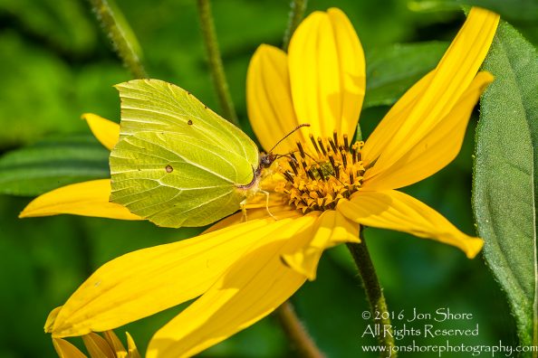 Tamarind Flower with Butterfly Close-up - Summer - Jurmala, Latvia 2016 Tamron 100mm Lens