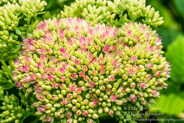 Cabbage Flowers Close-up. Tamron 200mm Lens