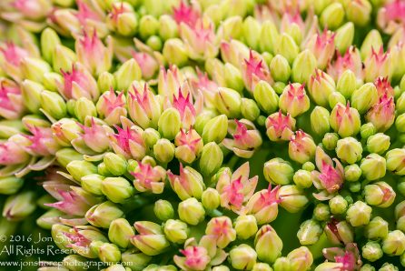 Cabbage Flowers Close-up. Tamron 200mm Lens