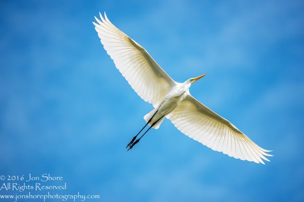 Great White Egret- Summer - Burtnieks, Latvia Tamron 600mm Lens