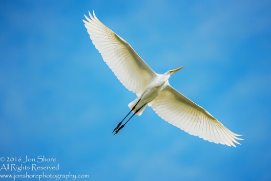 Great White Egret at Sunrise- Summer - Burtnieks, Latvia Tamron 600mm Lens