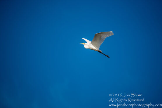 Great White Egret - Summer - Burtnieks, Latvia Tamron 600mm Lens