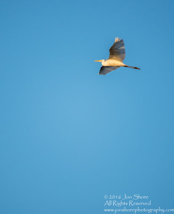 Great White Egret at Sunrise- Summer - Burtnieks, Latvia Tamron 600mm Lens