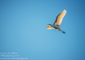 Great White Egret at Sunrise- Summer - Burtnieks, Latvia Tamron 600mm Lens