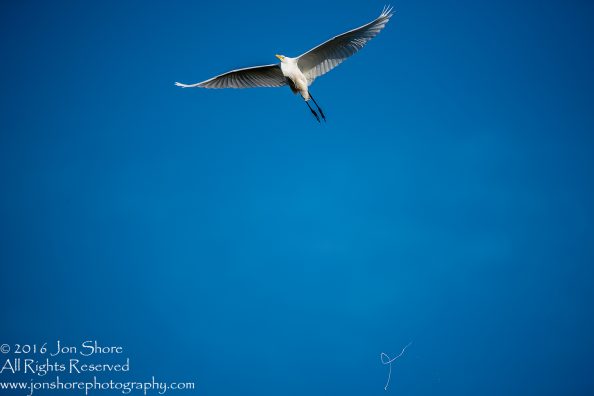 Great White Egret - Summer - Burtnieks, Latvia Tamron 600mm Lens
