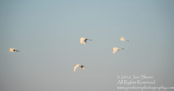 Great White Egret at Sunrise- Summer - Burtnieks, Latvia Tamron 600mm Lens