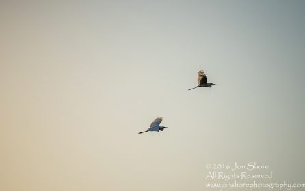 Great White Egrets in Sunset- Summer - Burtnieks, Latvia Tamron 600mm Lens