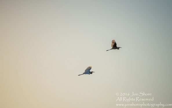 Great White Egrets in Sunset- Summer - Burtnieks, Latvia Tamron 600mm Lens