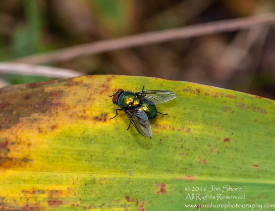 Fly Close-up Tamron 90mm Macro Lens