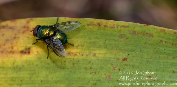 Fly Close-up Tamron 90mm Macro Lens