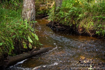 Forest Creek - Summer - Roja, Latvia Tamron 70mm Lens