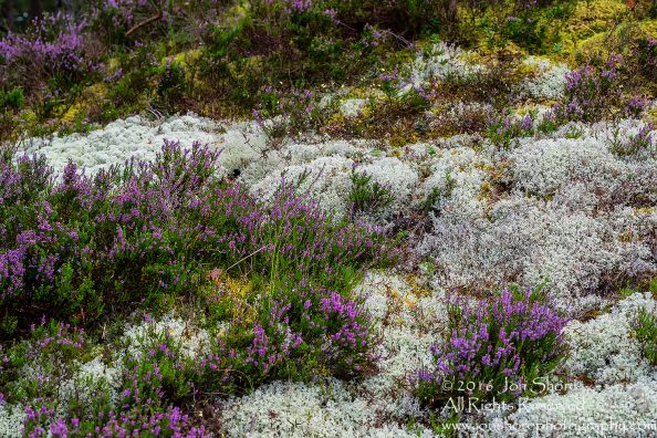 Colorful Latvian Forest Floor - Summer - Ragaciems, Latvia Tamron 70mm Lens