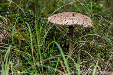 Giant Wild Mushroom Close-up - Latgale, Latvia. Tamron 90mm Macro lens