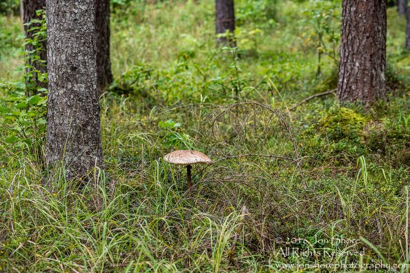 Giant Wild Mushroom Close-up - Latgale, Latvia. Tamron 90mm Macro lens