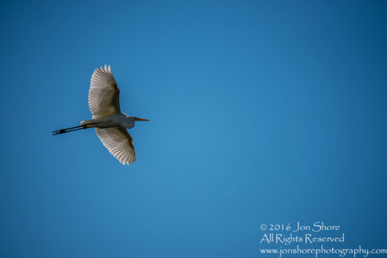 Great White Egret - Summer - Burtnieks, Latvia Tamron 600mm Lens