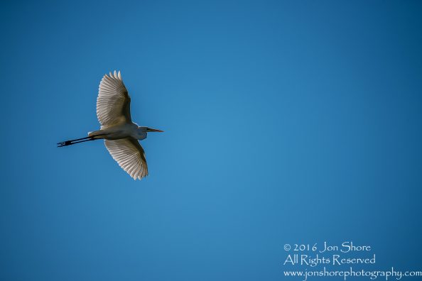 Great White Egret - Summer - Burtnieks, Latvia Tamron 600mm Lens