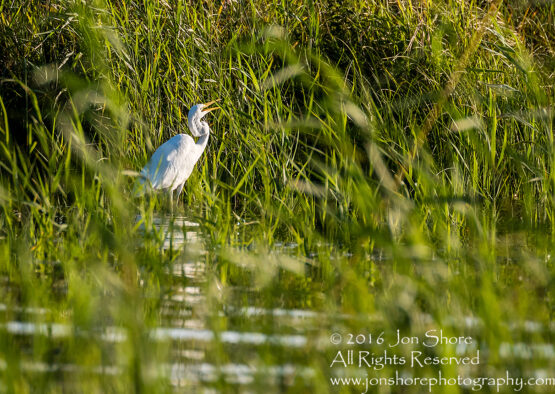 Great White Egret - Summer - Burtnieks, Latvia Tamron 300mm Lens