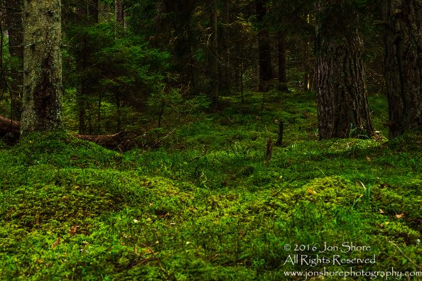 Green Carpeted Forest - Latvia Tamron 70mm Lens