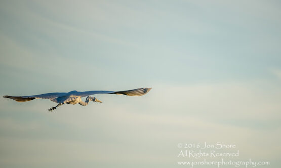 Great White Egret- Summer - Burtnieks, Latvia Tamron 600mm Lens