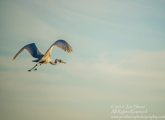 Great White Egret- Summer - Burtnieks, Latvia Tamron 600mm Lens