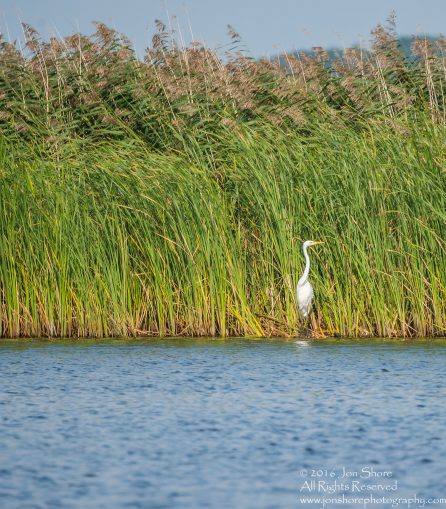 Egret - Summer - Jurmala, Latvia 2016 Tamron 600mm Lens