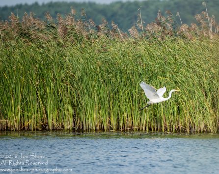 Egret - Summer - Jurmala, Latvia 2016 Tamron 600mm Lens
