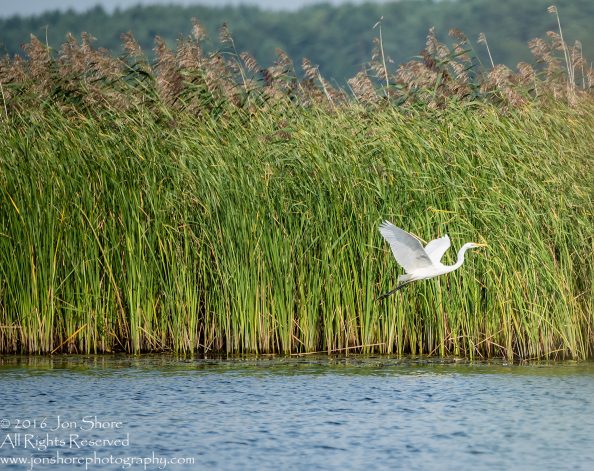 Egret - Summer - Jurmala, Latvia 2016 Tamron 600mm Lens