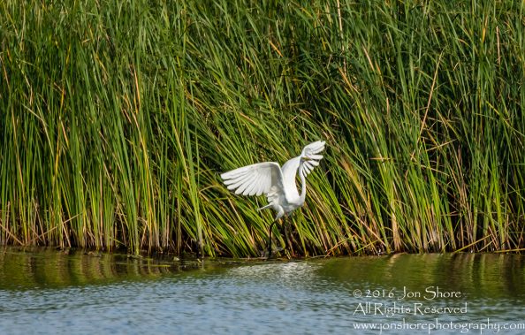 Egret - Summer - Jurmala, Latvia 2016 Tamron 600mm Lens
