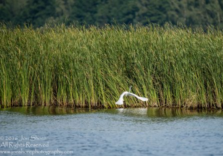 Egret - Summer - Jurmala, Latvia 2016 Tamron 600mm Lens