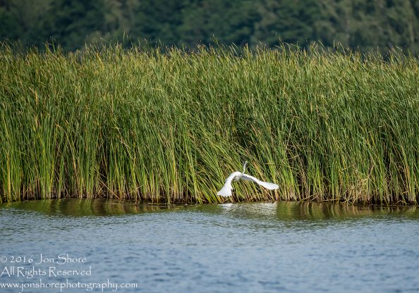 Egret - Summer - Jurmala, Latvia 2016 Tamron 600mm Lens