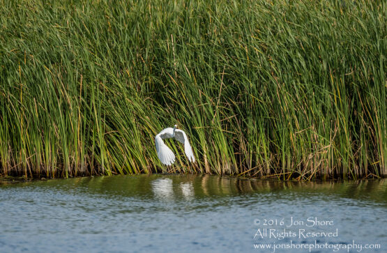 Egret - Summer - Jurmala, Latvia 2016 Tamron 600mm Lens
