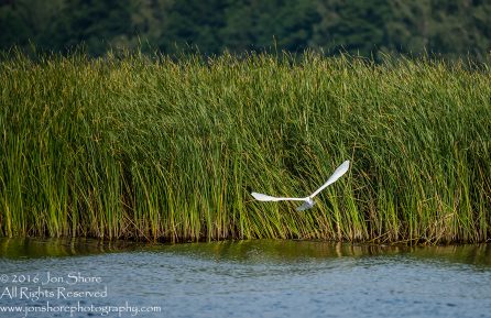 Egret - Summer - Jurmala, Latvia 2016 Tamron 600mm Lens
