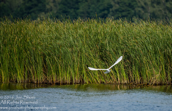 Egret - Summer - Jurmala, Latvia 2016 Tamron 600mm Lens