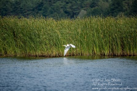 Egret - Summer - Jurmala, Latvia 2016 Tamron 600mm Lens