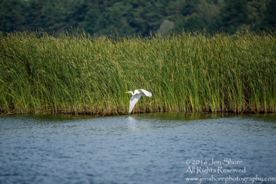 Egret - Summer - Jurmala, Latvia 2016 Tamron 600mm Lens