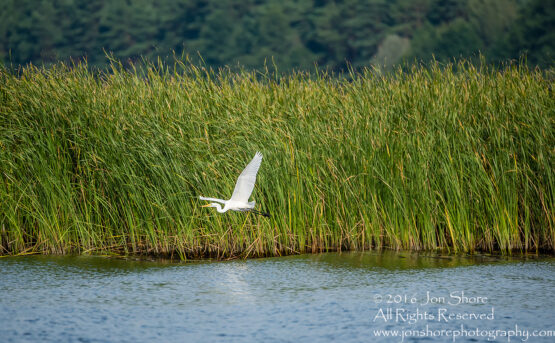 Egret - Summer - Jurmala, Latvia 2016 Tamron 600mm Lens