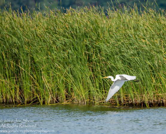 Egret - Summer - Jurmala, Latvia 2016 Tamron 600mm Lens