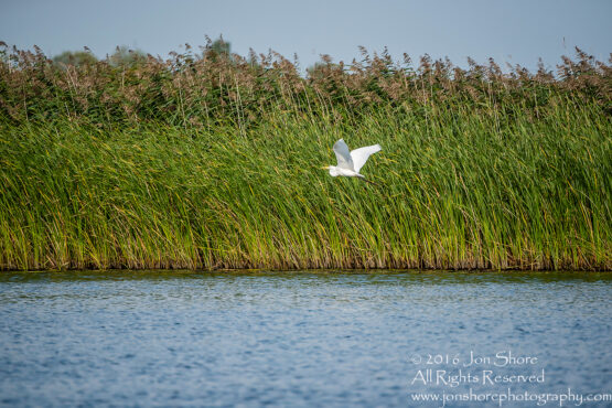 Egret - Summer - Jurmala, Latvia 2016 Tamron 600mm Lens